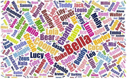 Unique Dog Name Ideas: The Ultimate Inspiration List