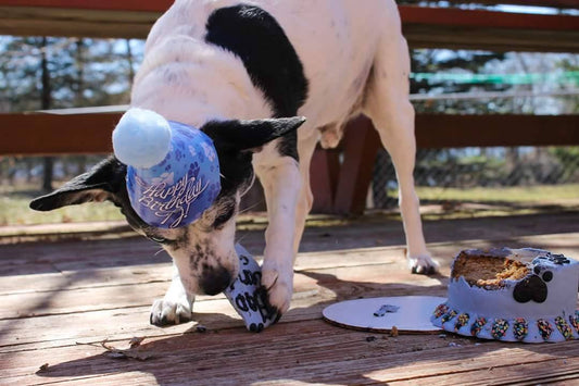 T.J. the Chihuahua is enjoying his Birthday cake