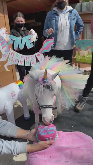 Horse birthday celebration featuring a customized cake from The Dog Treatery