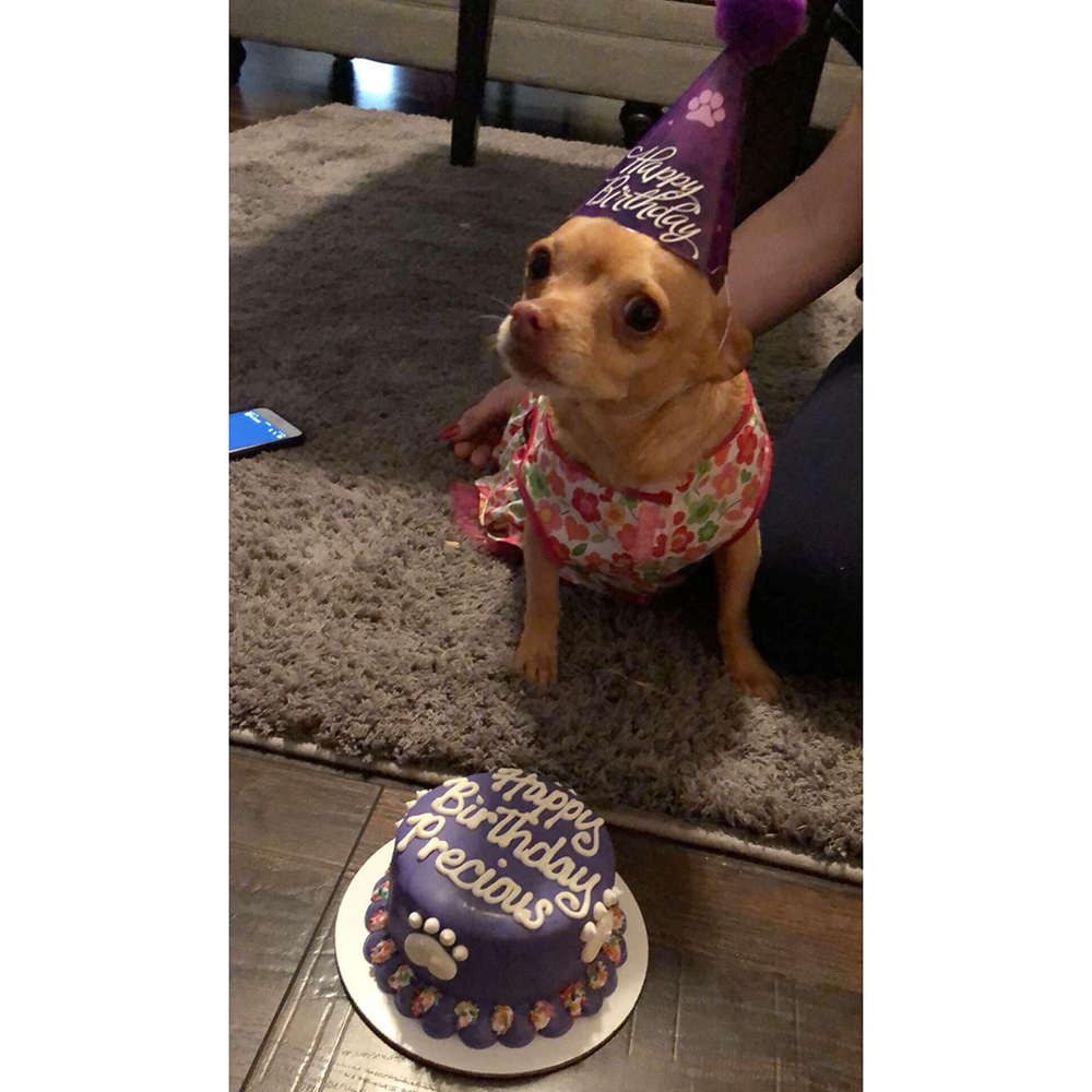 Birthday Hats for Dogs
