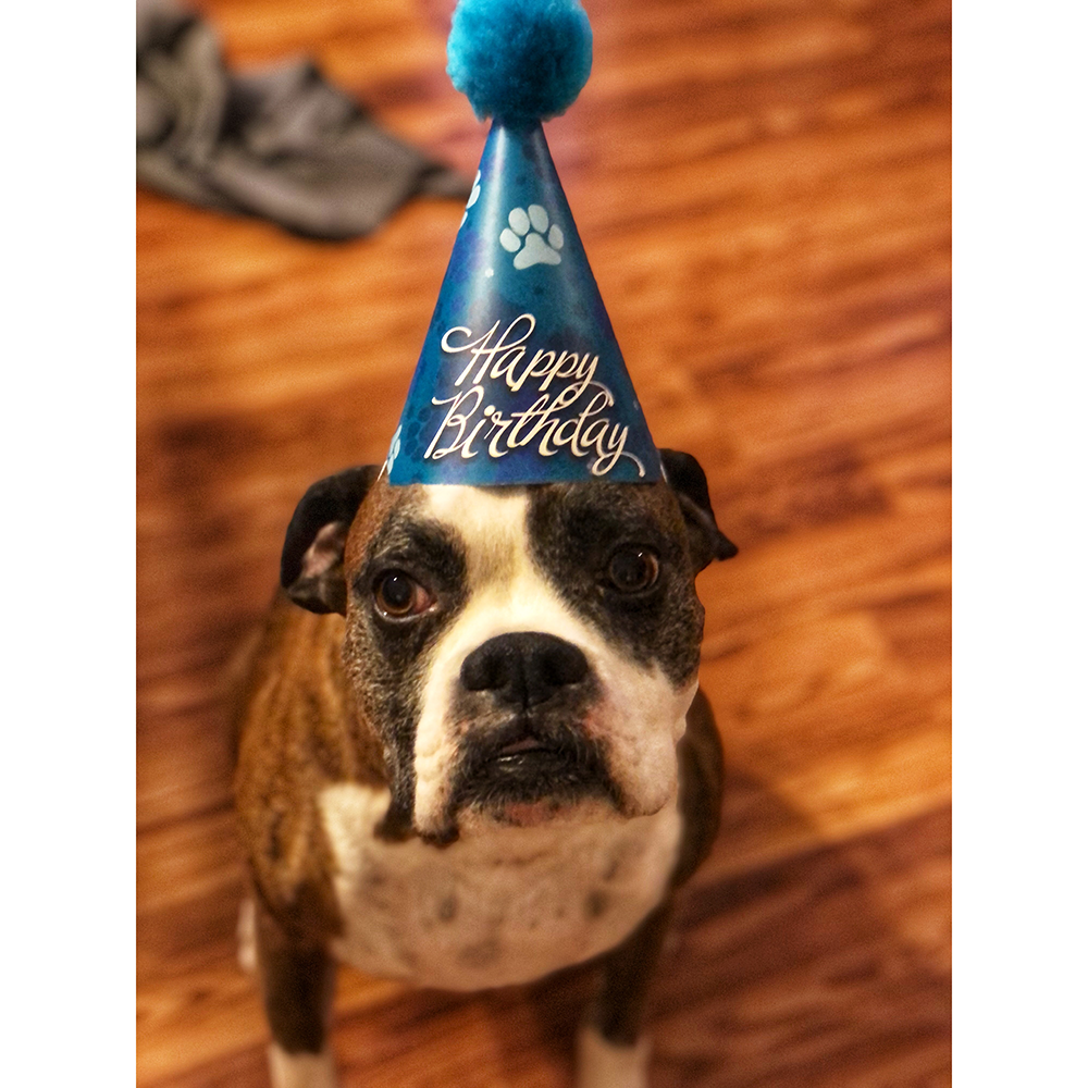 Birthday Hats for Dogs