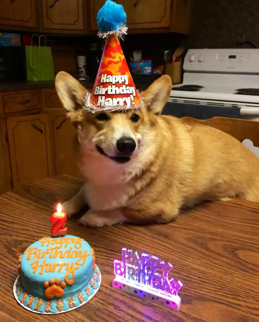 Birthday Hats for Dogs-Customized